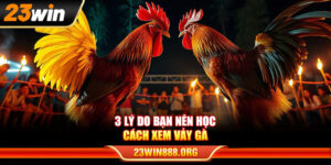 3 lý do bạn nên học cách xem vảy gà