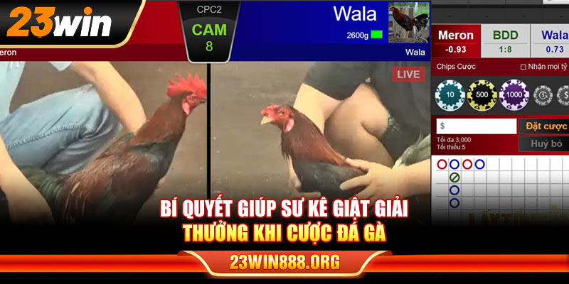 Bí quyết giúp sư kê giật giải thưởng khi cược đá gà chọi