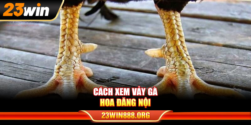 Cách xem vảy gà hoa đăng nội