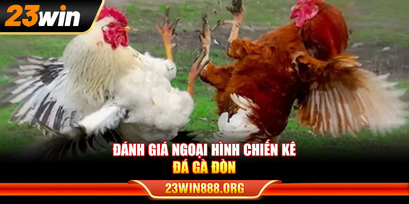 Đánh giá ngoại hình chiến kê gà đá đòn