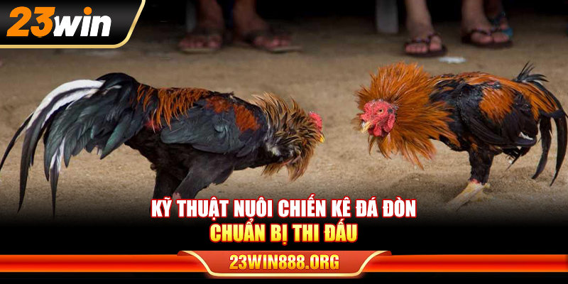 Kỹ thuật nuôi chiến kê đá đòn chuẩn bị thi đấu