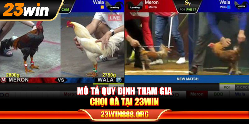 Mô tả quy định tham gia chọi gà tại 23WIN