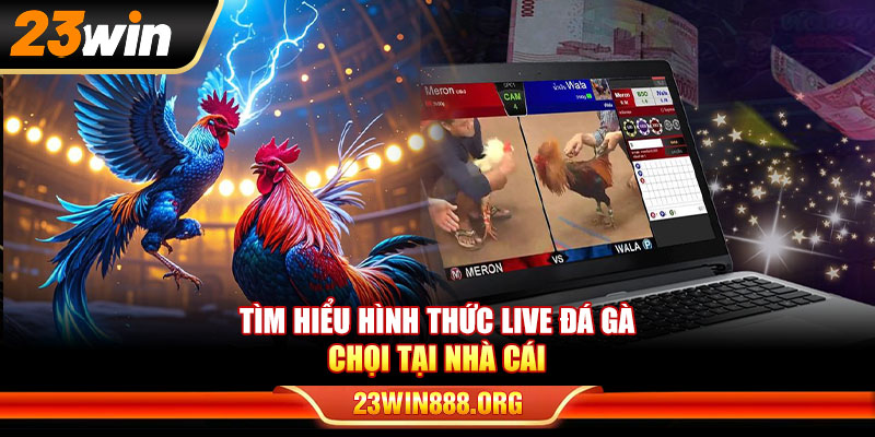 Tìm hiểu hình thức live đá gà chọi tại nhà cái